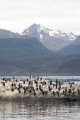 17-Lots of cormorants